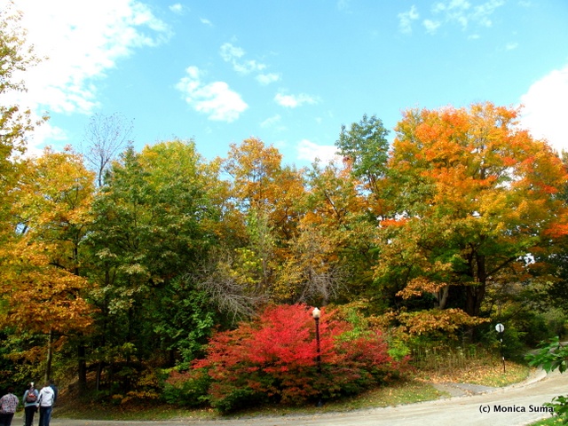 Montreal fall foliage Mount Royal
