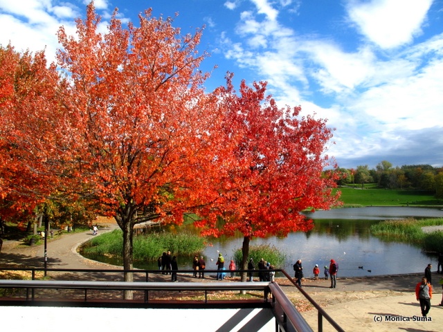Fall foliage Beaver Lake Montreal
